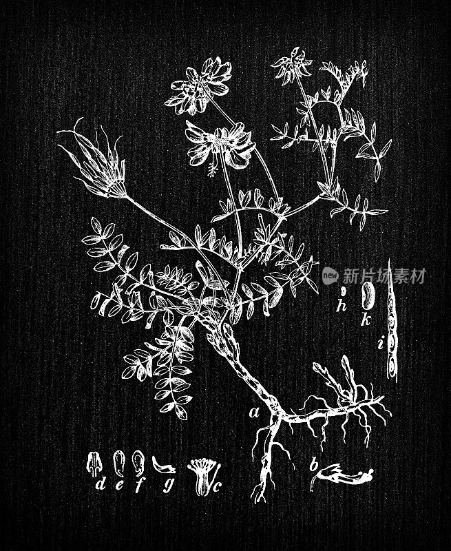 植物学植物古董雕刻插画:Securigera varia (Coronilla varia, crownvetch)